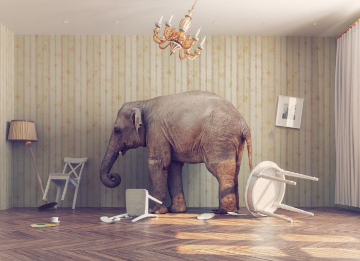 Elephant In the Room ECM-489096-edited.jpg